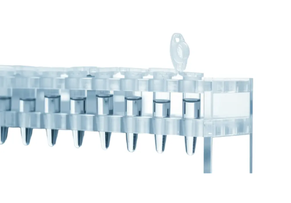 Human Normal Colon Tissue cDNA
